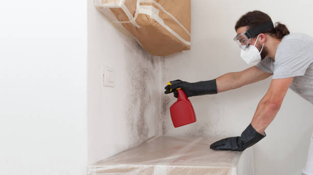 Professional Mold Removal technician working in Little Silver, NJ