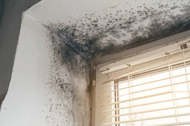 Affordable Mold Removal solutions in Little Silver, NJ